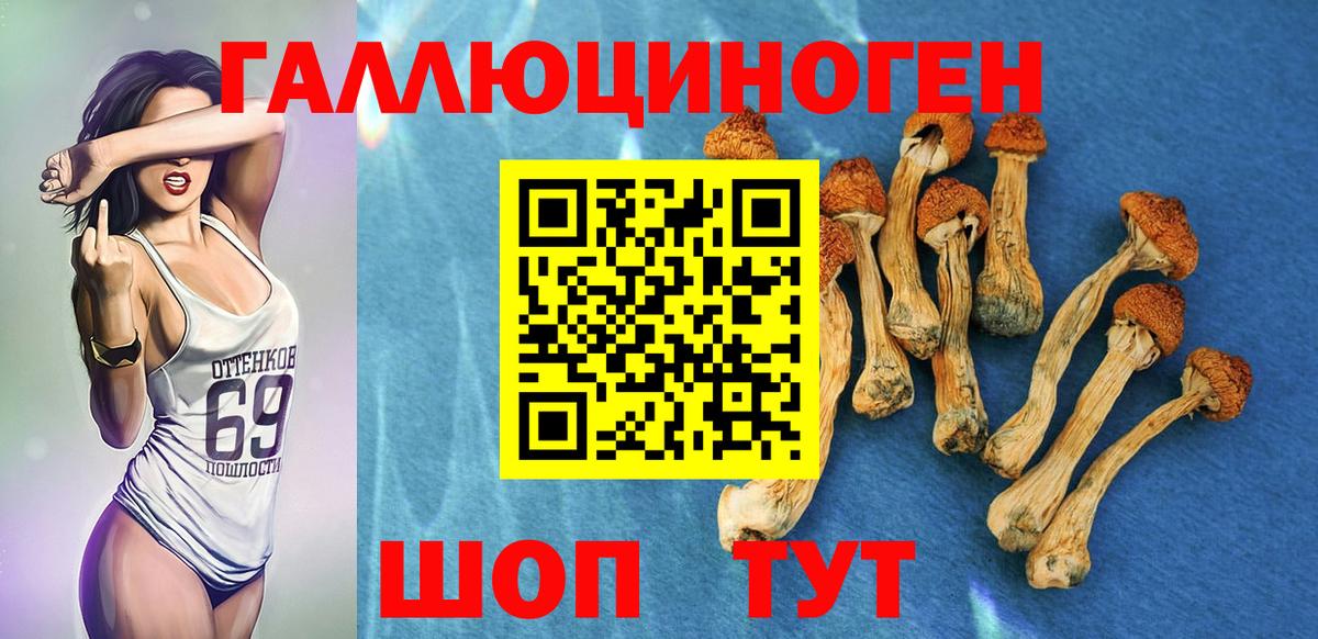 Псилоцибиновые грибы Psilocybe Пенза
